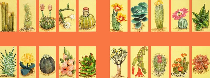 Montage le iloa o cactiswed av English School