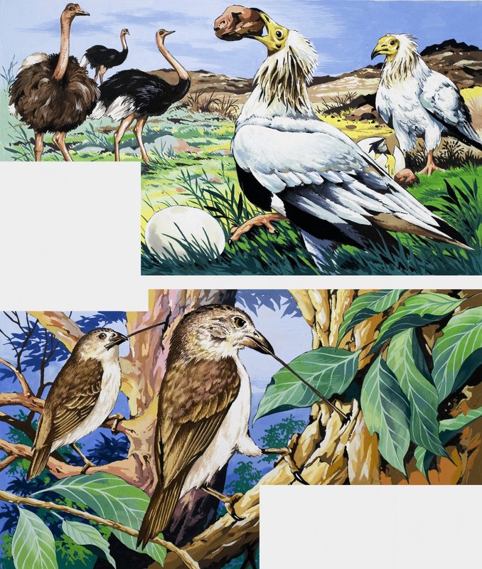 Unusual eating habits of birds av English School