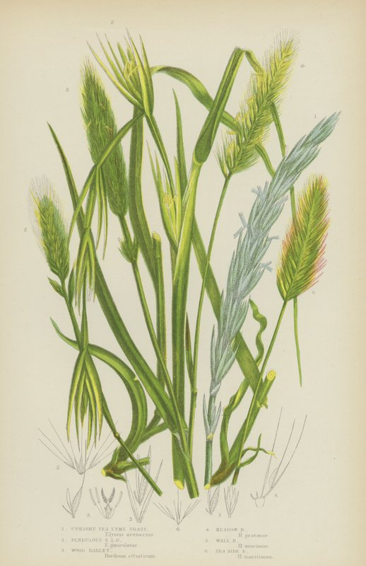 Upprätt havslyme-gräs, hängande havslyme-gräs, träkorn, ängskorn, väggkorn, havsnära korn (färg litho) av English School