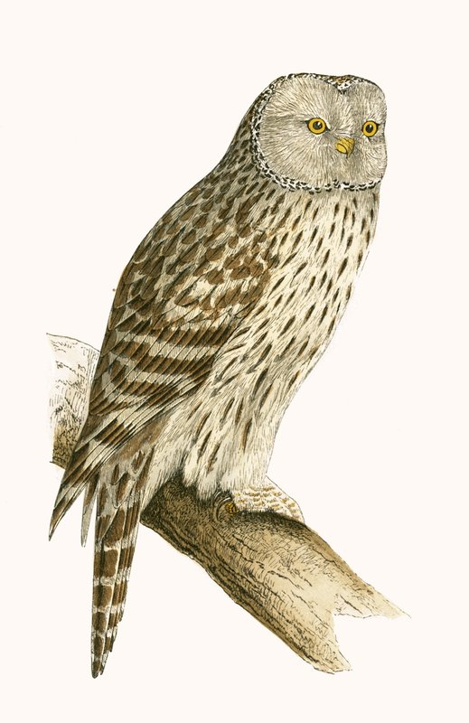 Ural Owl, illustration från "A History of the Birds of Europe Not Observed in the British Isles" av Charles Robert Bree (1811-86), publicerad 1867 av English School