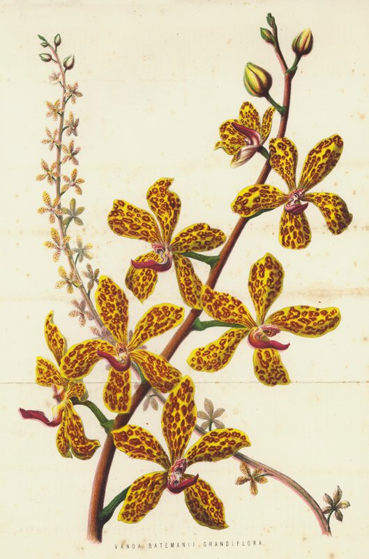 Hundra Batemani grandiflora (med cromoly) av English School