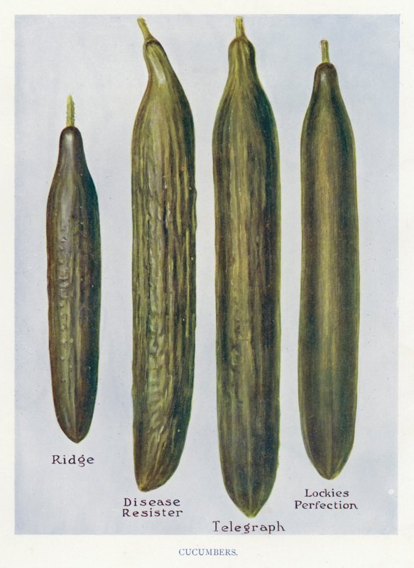 Grönsaksodlarguide: Gurkor (färg litho) av English School