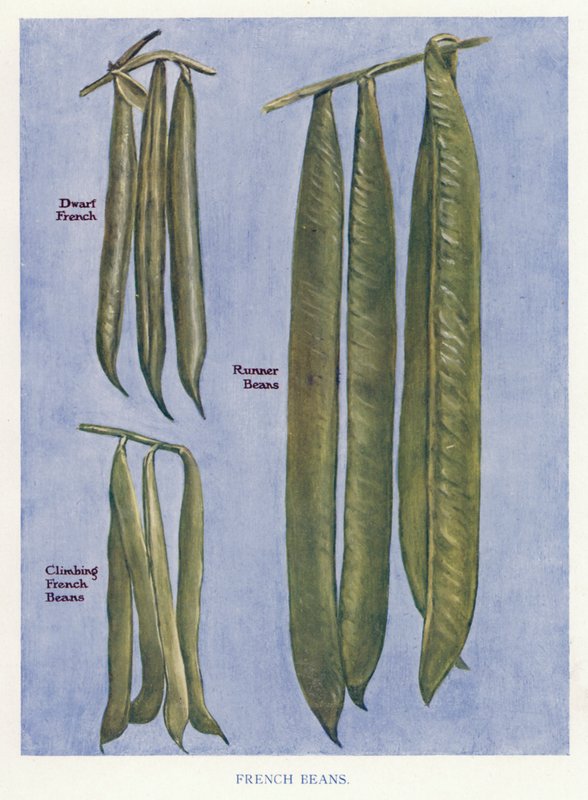 Grönsaksodlarguide: Franska bönor (färg litho) av English School