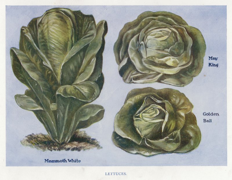 Grönsaksodlarguide: Sallad (färg litho) av English School