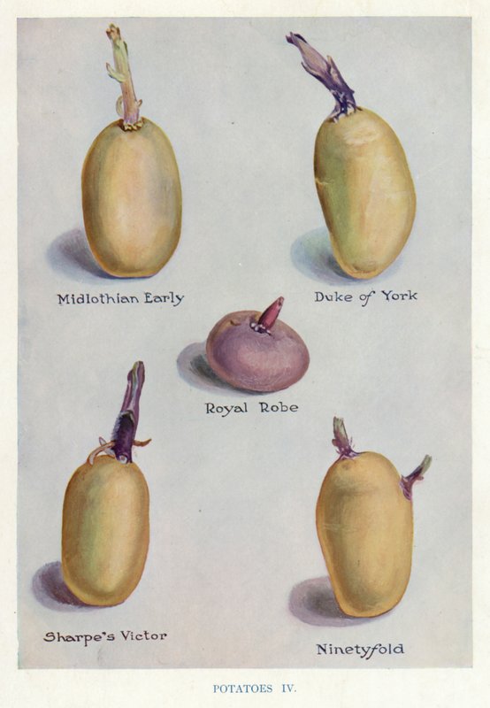Guide för grönsaksodlare: Potatis (färglitografi) av English School