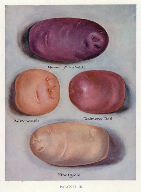Guide för grönsaksodlare: Potatis (färglitografi) av English School