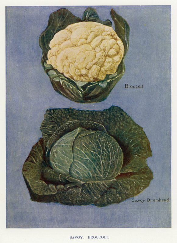 Grönsaksodlarguide: Savoy, Broccoli (färg litho) av English School