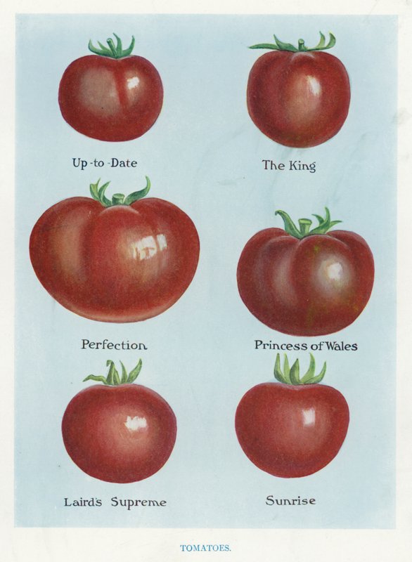 Grönsaksodlarguide: Tomater (färg litho) av English School