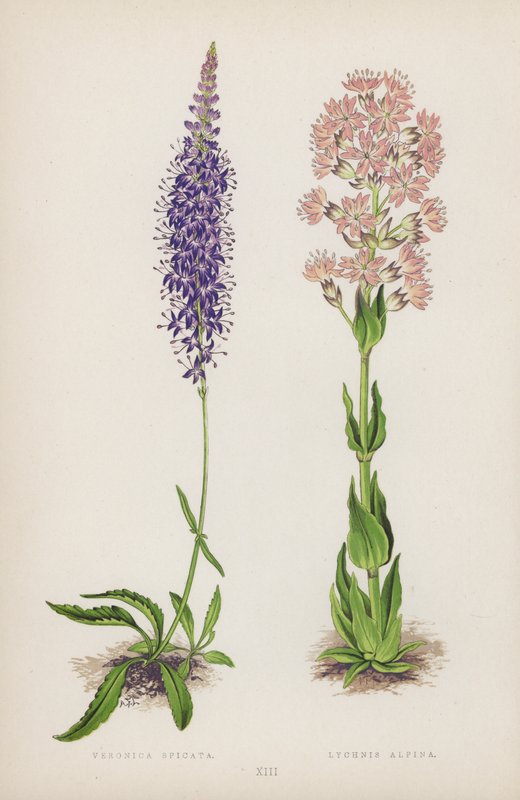 Veronica Spicata; Lychnis Alpina (färg litho) av English School