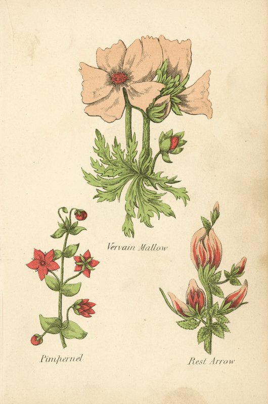 Vervain Mallow, Pimpernel, Rest Arrow (färglitografi) av English School