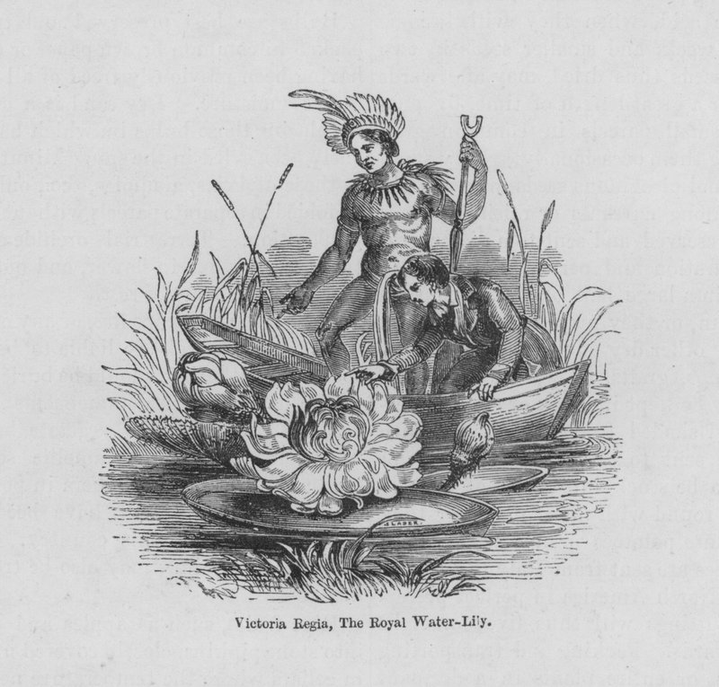 Victoria Regia, The Royal Water-Lily (färgad gravyr) av English School