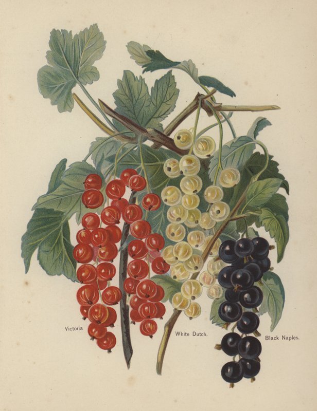 Victoria, White Dutch, Black Neapel av English School