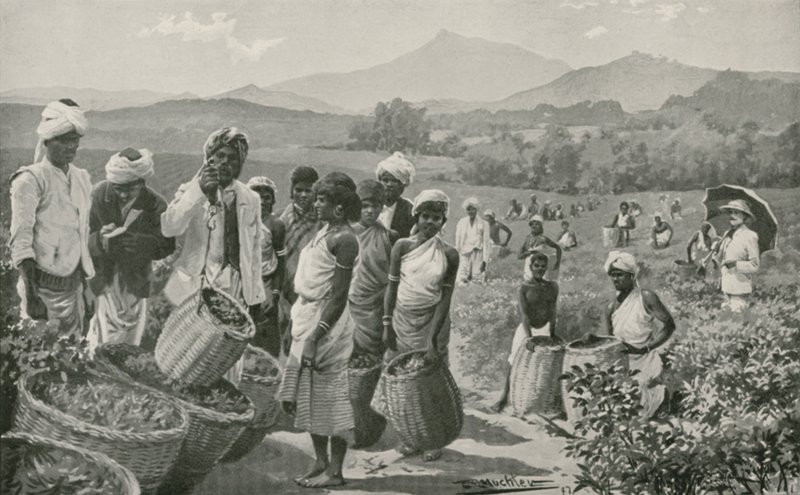 Utsikt över en teträdgård i Ceylon av English School