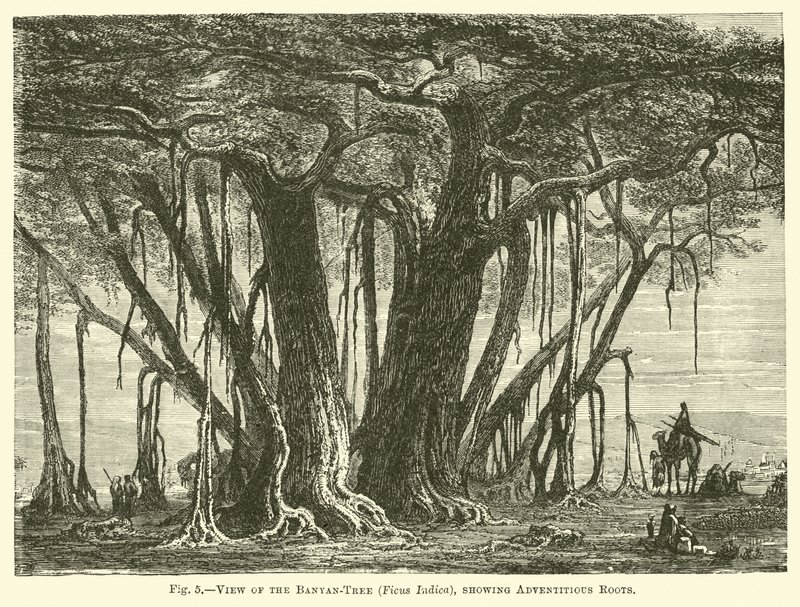 Vy över Banyan-trädet (Ficus Indica), som visar adventitious rötter av English School