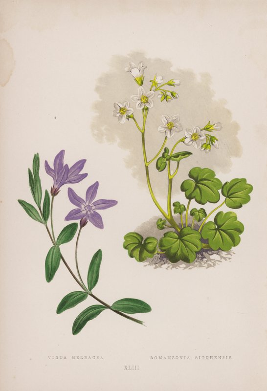 Vinca Herbacea; Romanzovia Sitchensis (färg litho) av English School