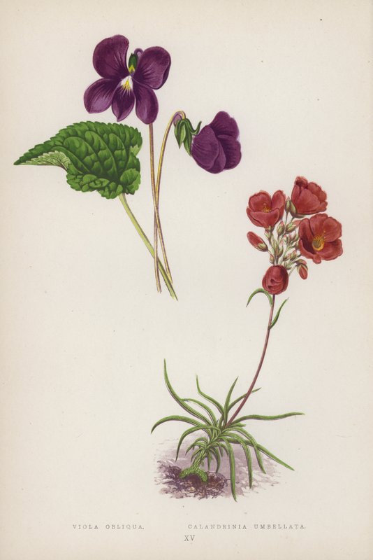 Viola Obliqua; Calandrinia Umbellata (färglitografi) av English School