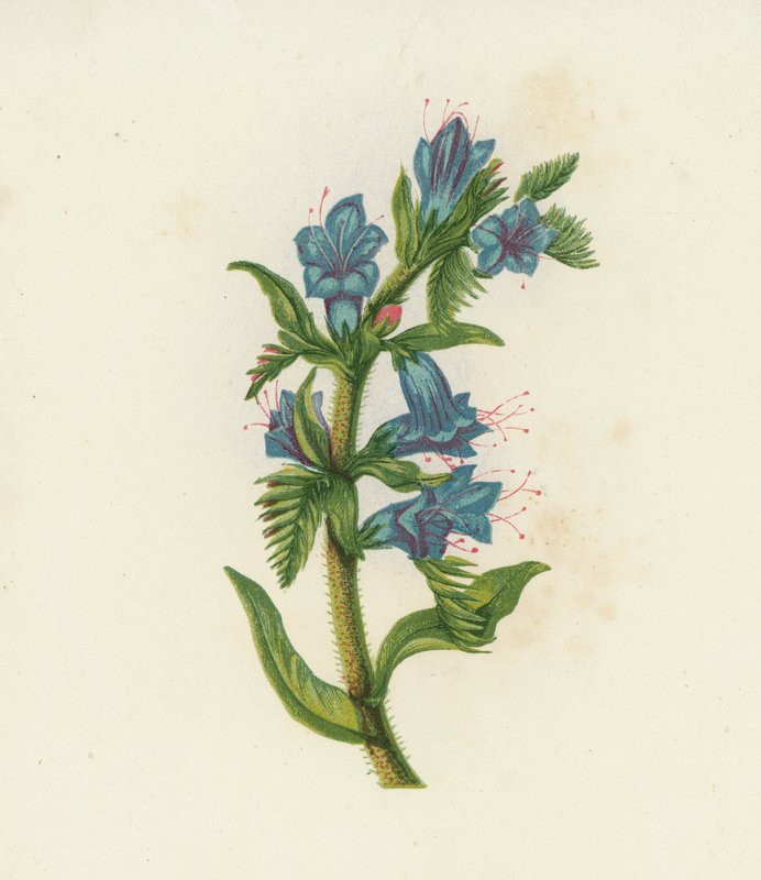 Huggorm, Echium vulgare (färglitografi) av English School
