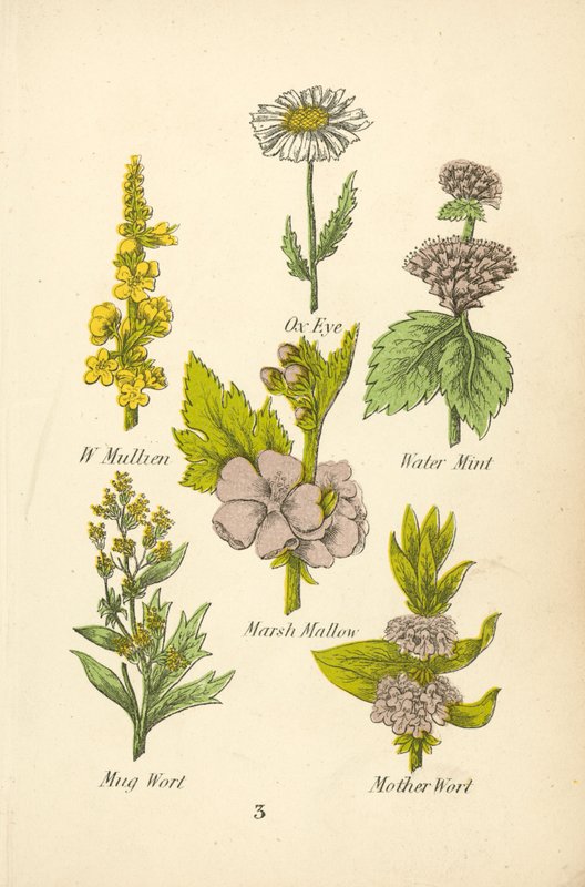 W Mullien, Oxöga, Vattenmynta, Kärrmynta, Mugwort, Mother Wort (färglitografi) av English School