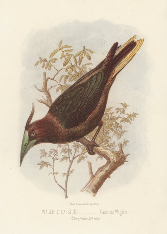 Waglers Cassius, Cassius Wagleri (färg litho) av English School