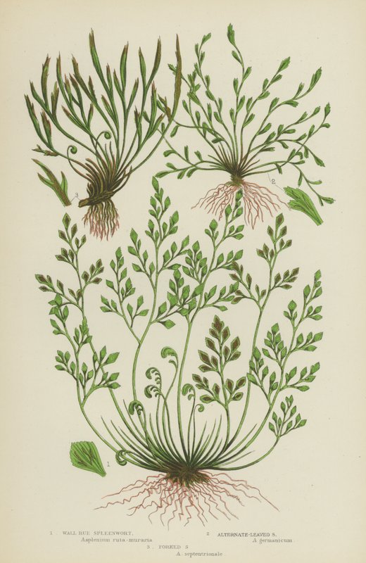 Wall Rue Spleenwort, Alternativ-Leaved Spleenwort, Forked Spleenwort (färg litho) av English School