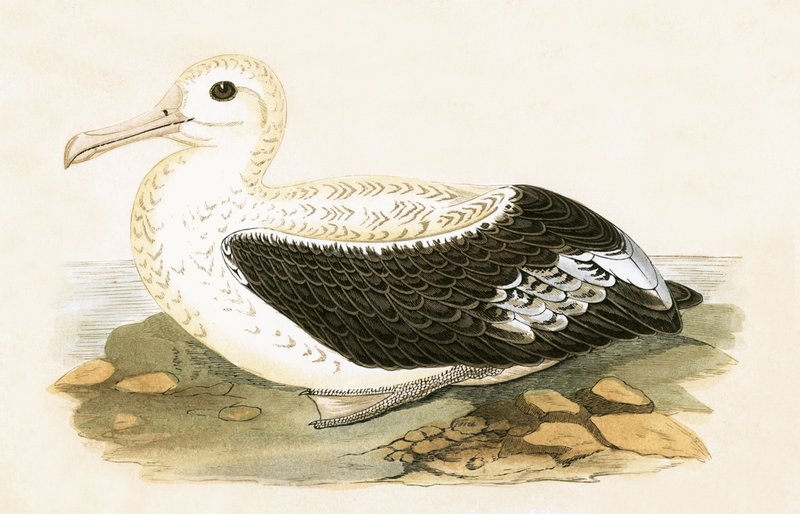 Vandrande albatross, illustration från "A History of the Birds of Europe Not Observed in the British Isles" av Charles Robert Bree (1811-86), publicerad 1867 av English School