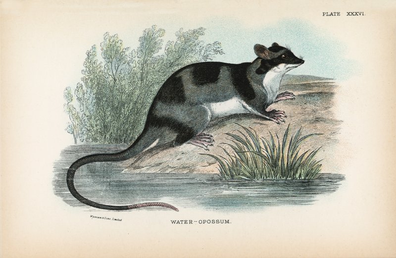 Vatten-Opossum av English School