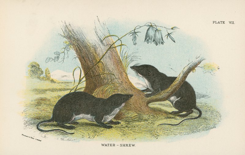 Vatten-Shrew av English School