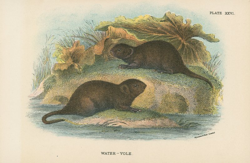 Water-Vole av English School