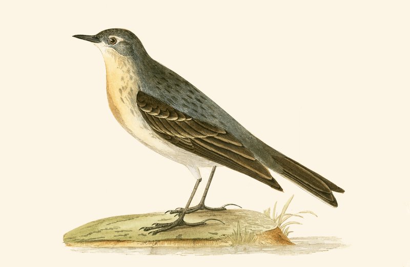 Water Pipit, illustration från 
