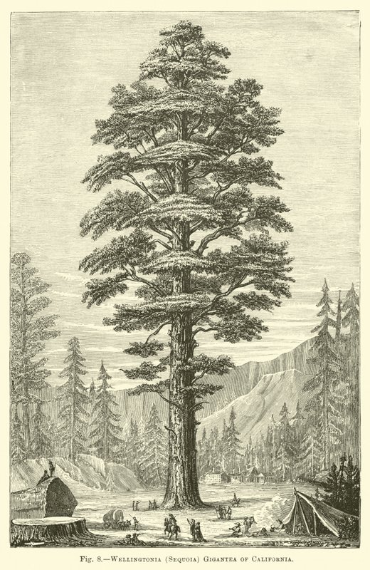 Wellingtonia (Sequoia) Gigantea i Kalifornien av English School