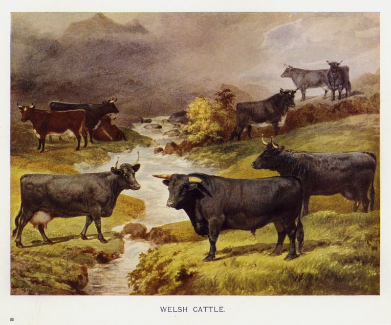 Welsh Cattle (färg litho) av English School