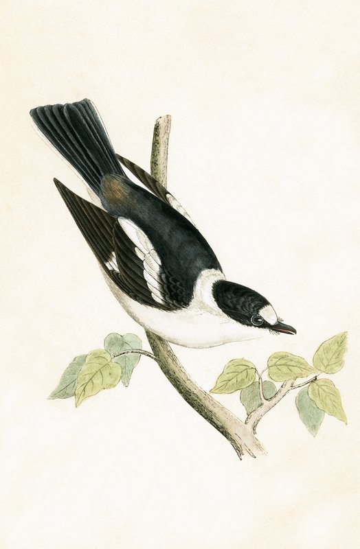 Vitkragad flugsnappare, illustration från "A History of the Birds of Europe Not Observed in the British Isles" av Charles Robert Bree (1811-86), publicerad 1867 av English School