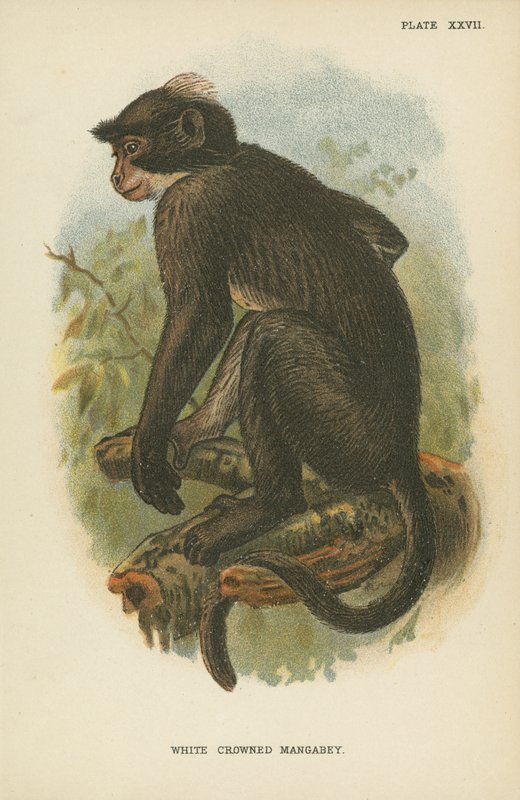 White Crowned Mangabey av English School