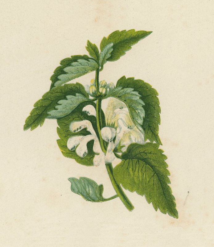 Vit död nässla, Lamium Album (färglitografi) av English School