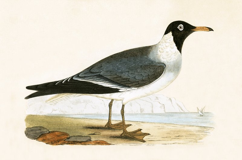 Vitögd mås, illustration från "A History of the Birds of Europe Not Observed in the British Isles" av Charles Robert Bree (1811-86), publicerad 1867. av English School
