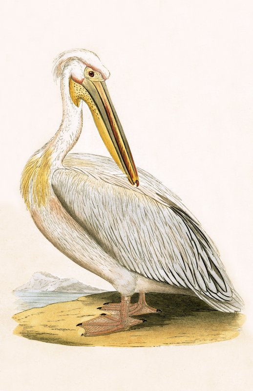 White Pelican, illustration från "A History of the Birds of Europe Not Observed in the British Isles" av Charles Robert Bree (1811-86), publicerad 1867 av English School
