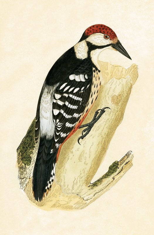 White Rumped Woodpecker, illustration från "A History of the Birds of Europe Not Observed in the British Isles" av Charles Robert Bree (1811-86), publicerad 1867 av English School