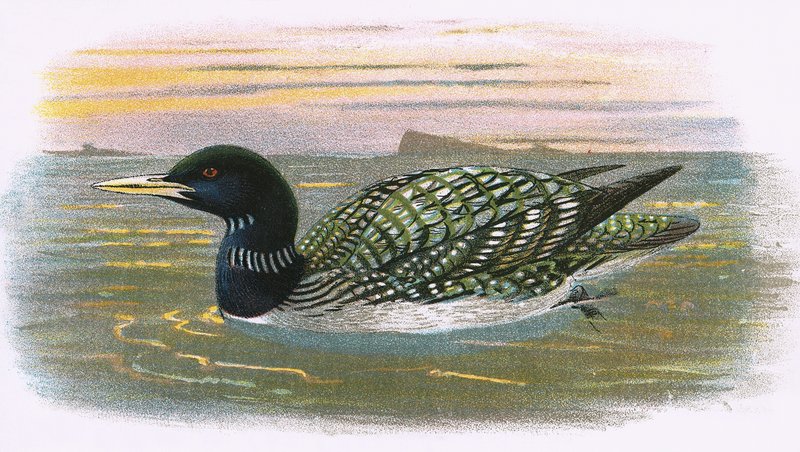 White Bill Diver av English School