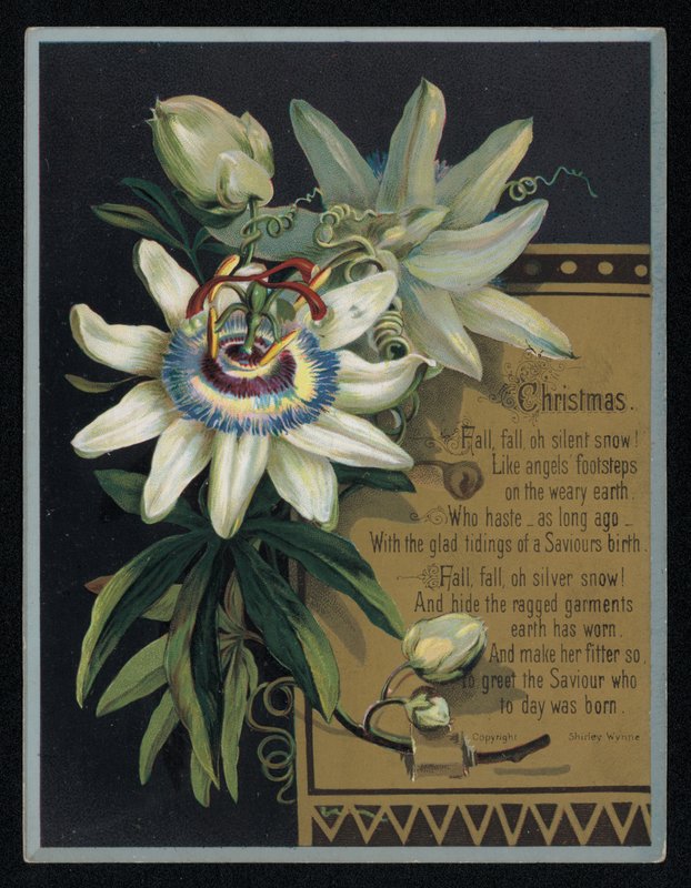 Vit passionsblomma, julhälsningskort. (chromolitho) av English School