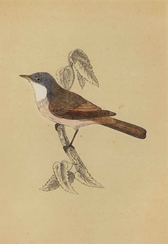 Whitethroat (färg litho) av English School