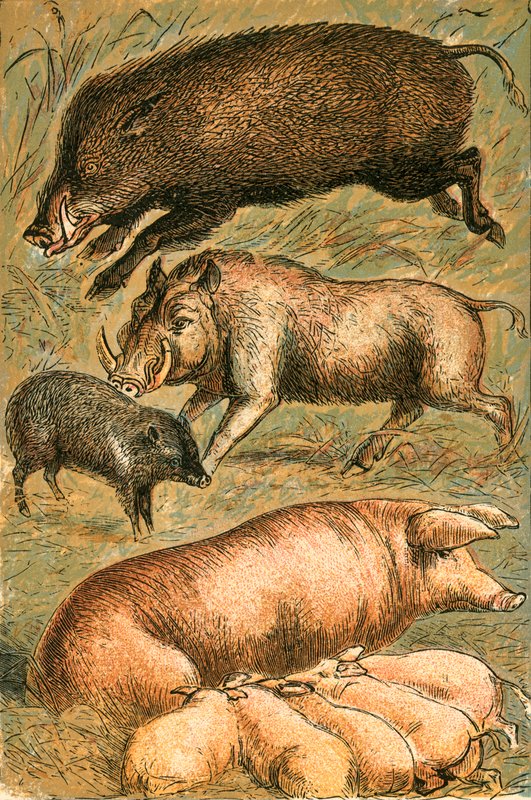 Vildsvin, vårtsvin, peccary, sugga och grisar av English School