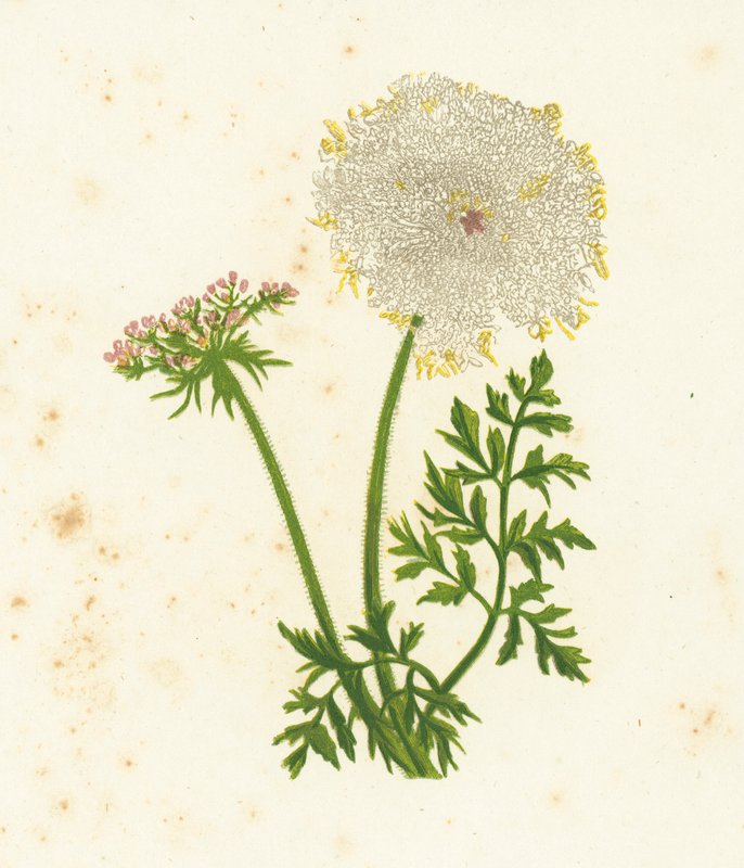 Vild morot, Daucus Carota av English School