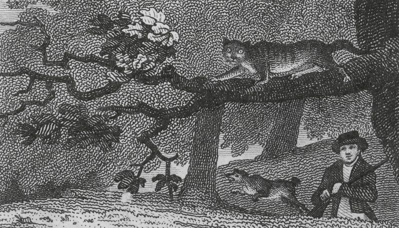 Vildkatt (gravyr) av English School