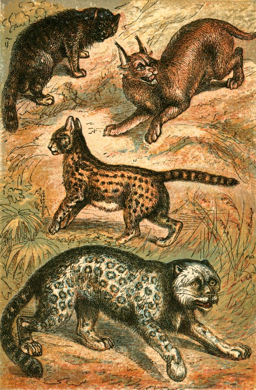 Vildkatt, Serval, Uns och Caracal av English School