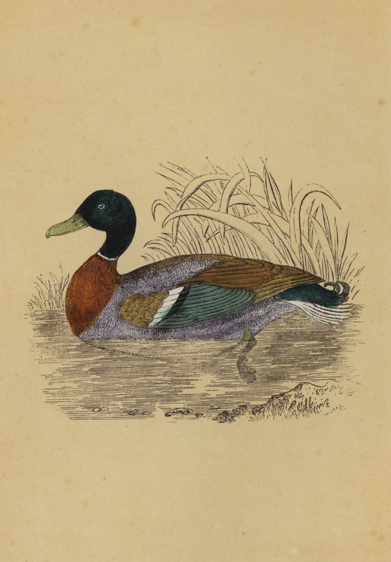 Vildand (litho i färg) av English School