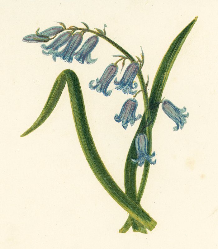 Vild hyacint, hyacint utan manus (färg litho) av English School