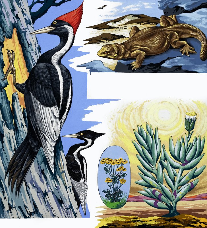 Wildlife montage av English School