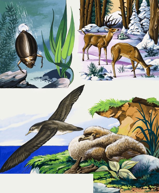 Wildlife montage av English School