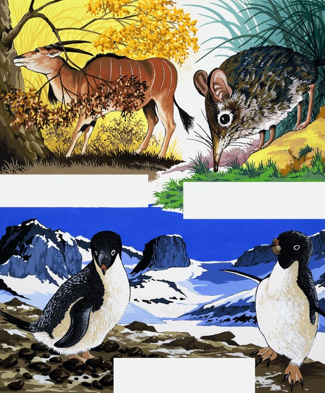 Wildlife montage av English School