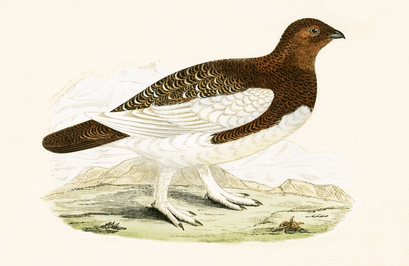 Willow Grouse, illustration från "A History of the Birds of Europe Not Observed in the British Isles" av Charles Robert Bree (1811-86), publicerad 1867 (lito i färg) av English School